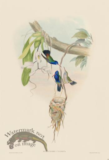 Gould Hummingbird 344